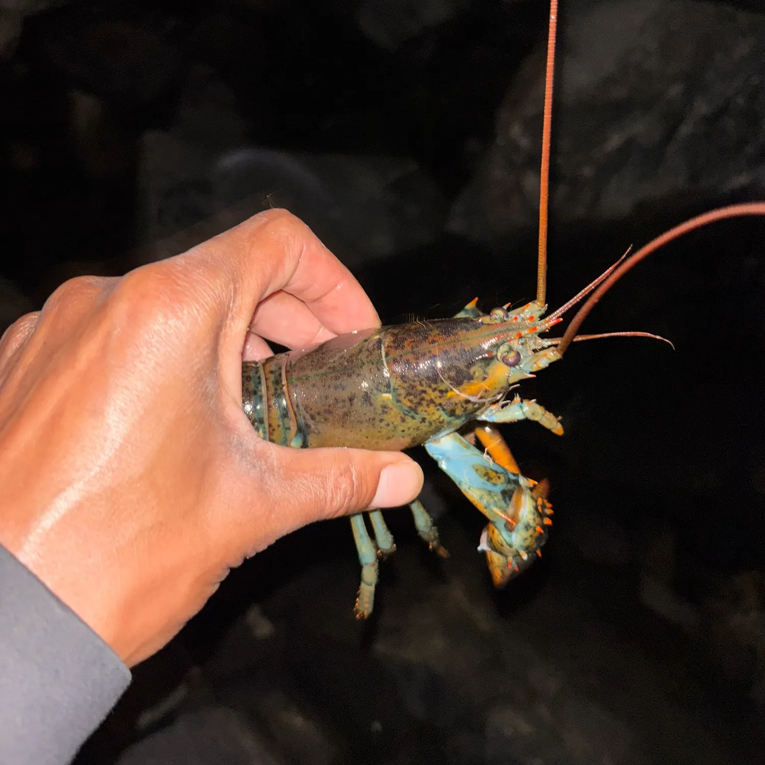 The most recent American lobster catches on Fishbrain