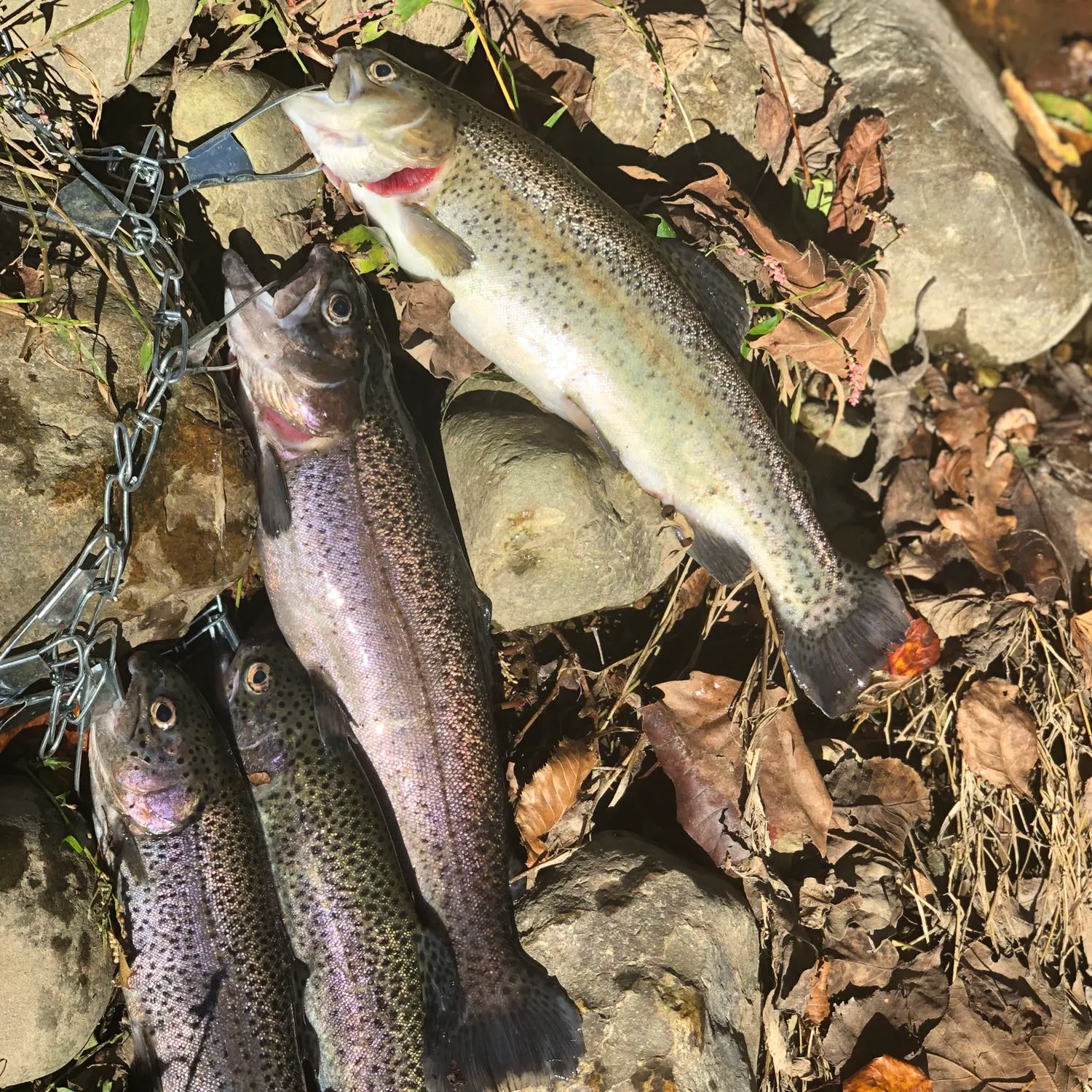 recently logged catches