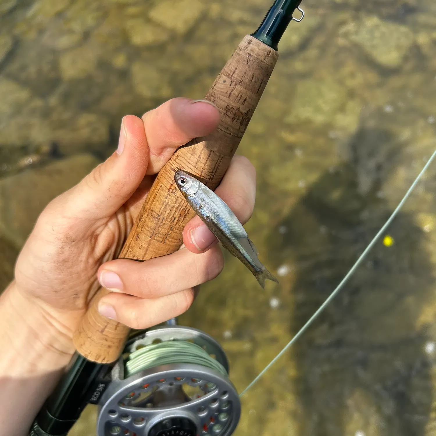 The most recent Eastern silvery minnow catches on Fishbrain