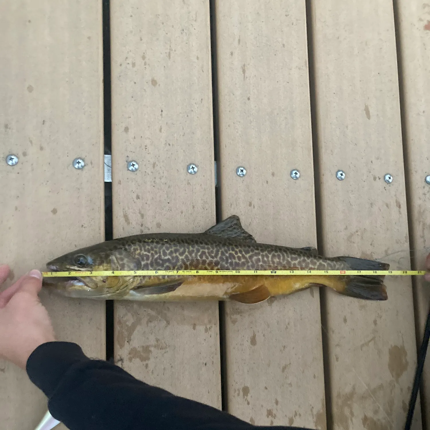 recently logged catches