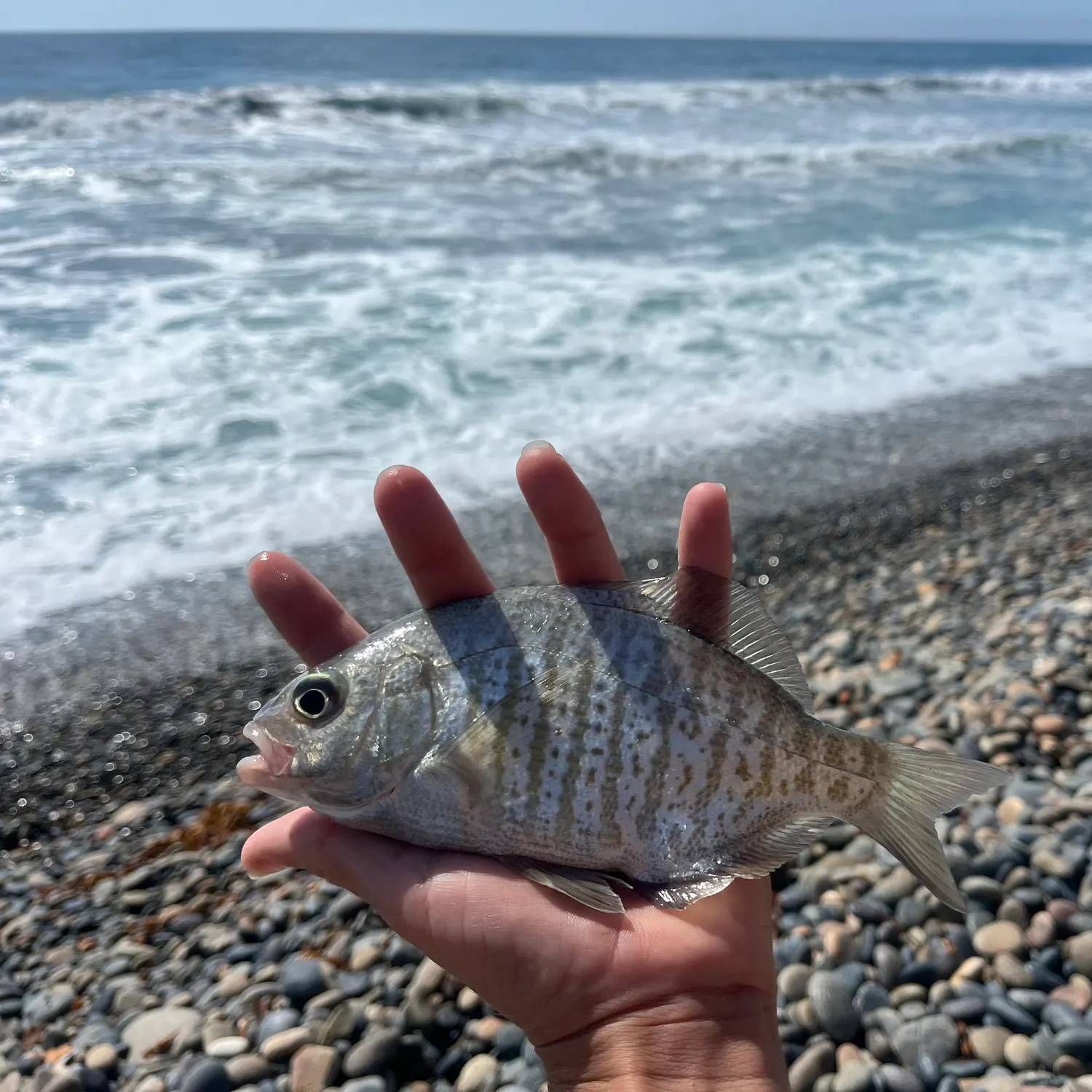 Barred surfperch caught on Fishbrain
