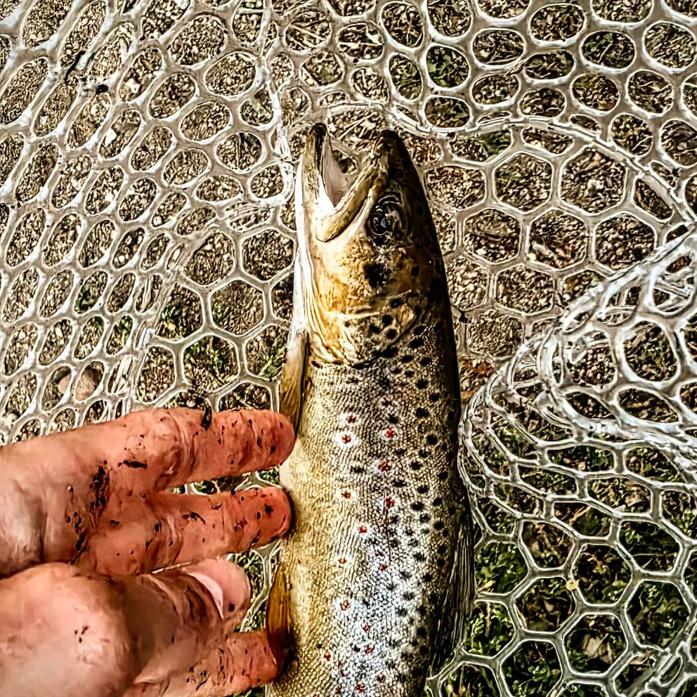 Brown trout caught on Fishbrain