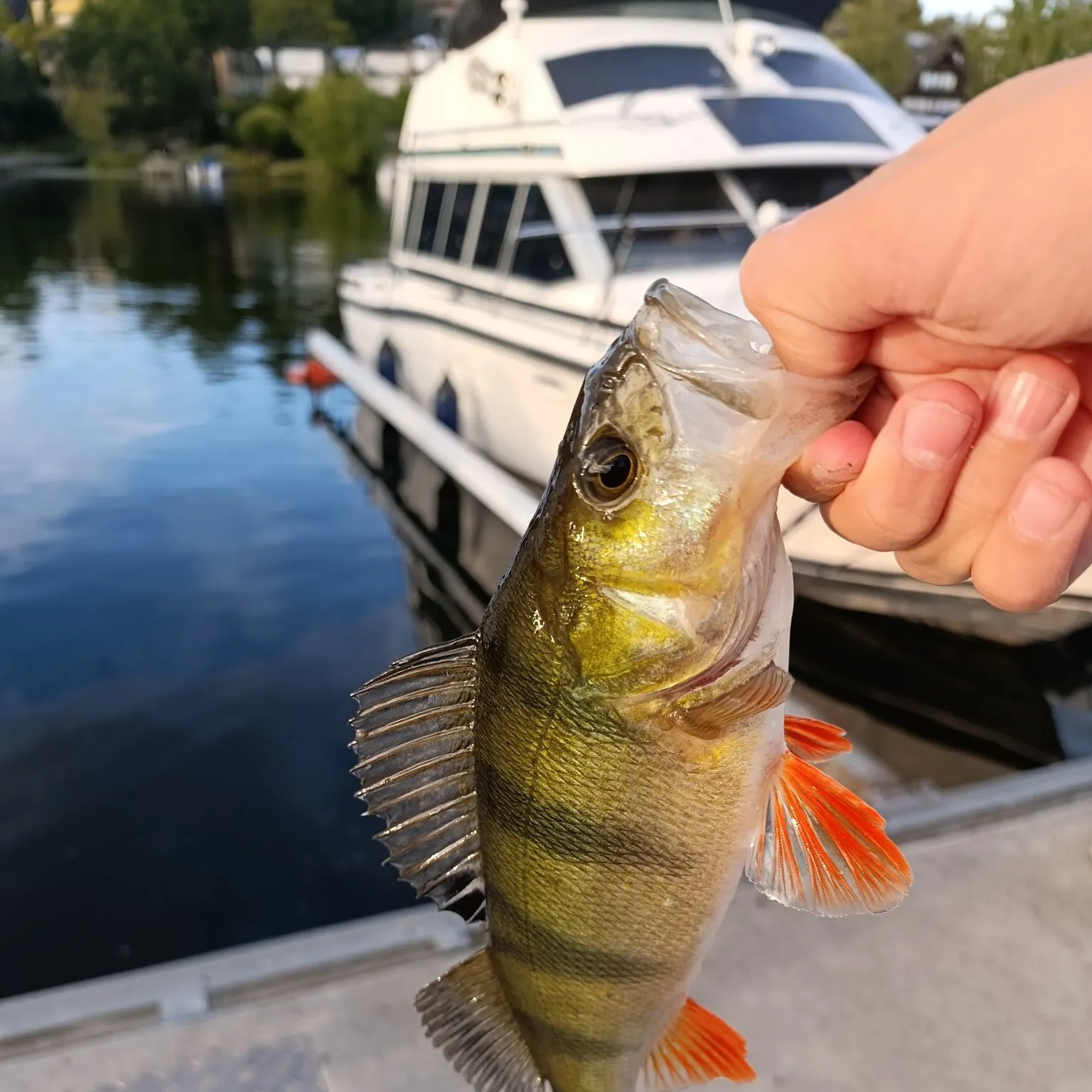 European perch caught on Fishbrain