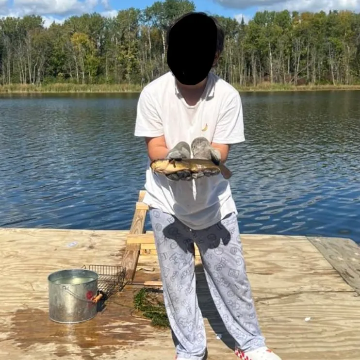 The most recent Wels catfish catches on Fishbrain