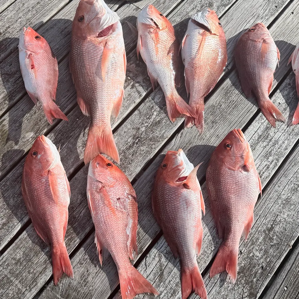 Northern red snapper caught on Fishbrain