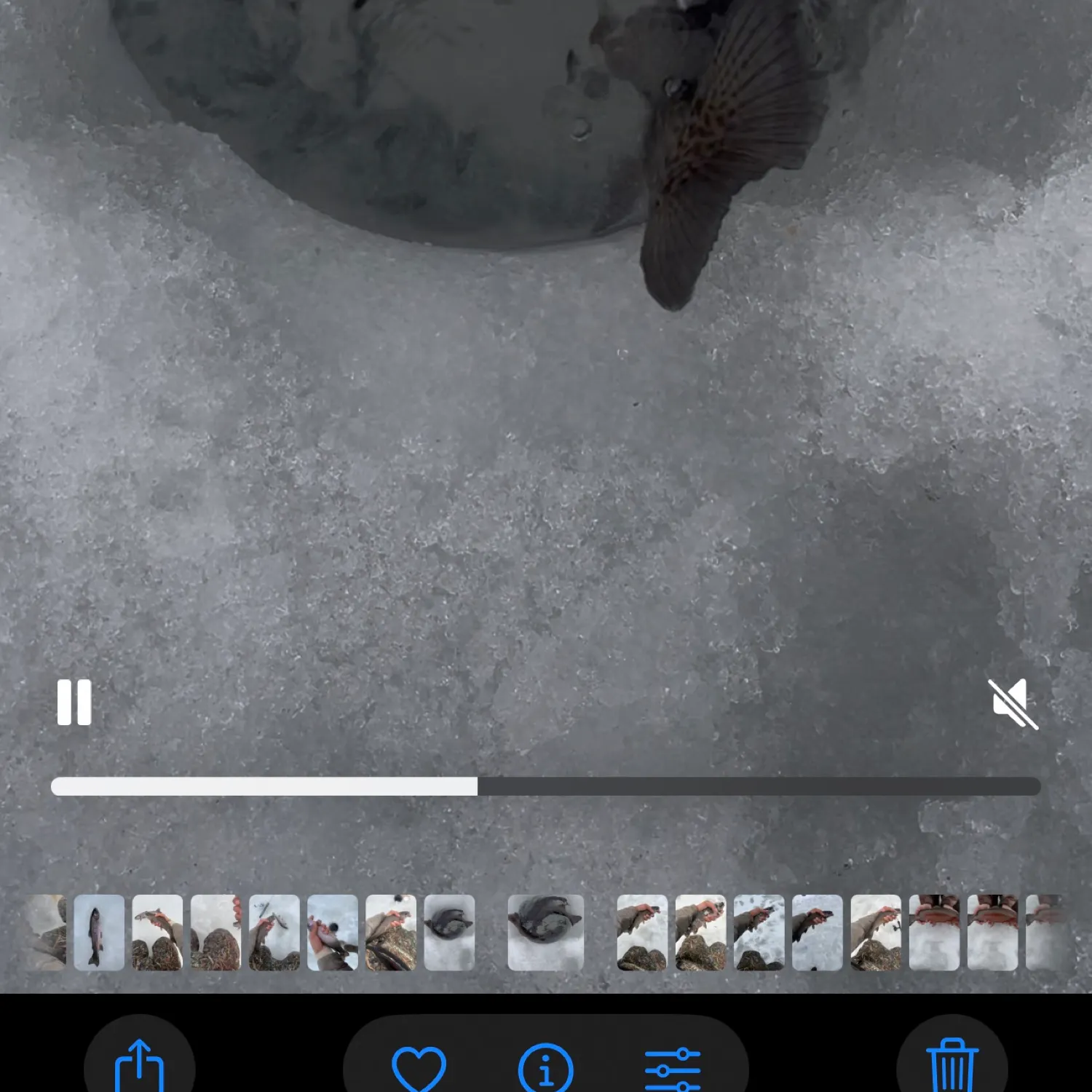 recently logged catches