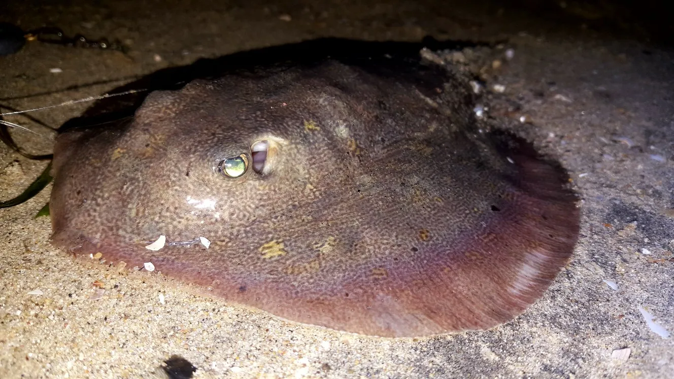 Common stingray