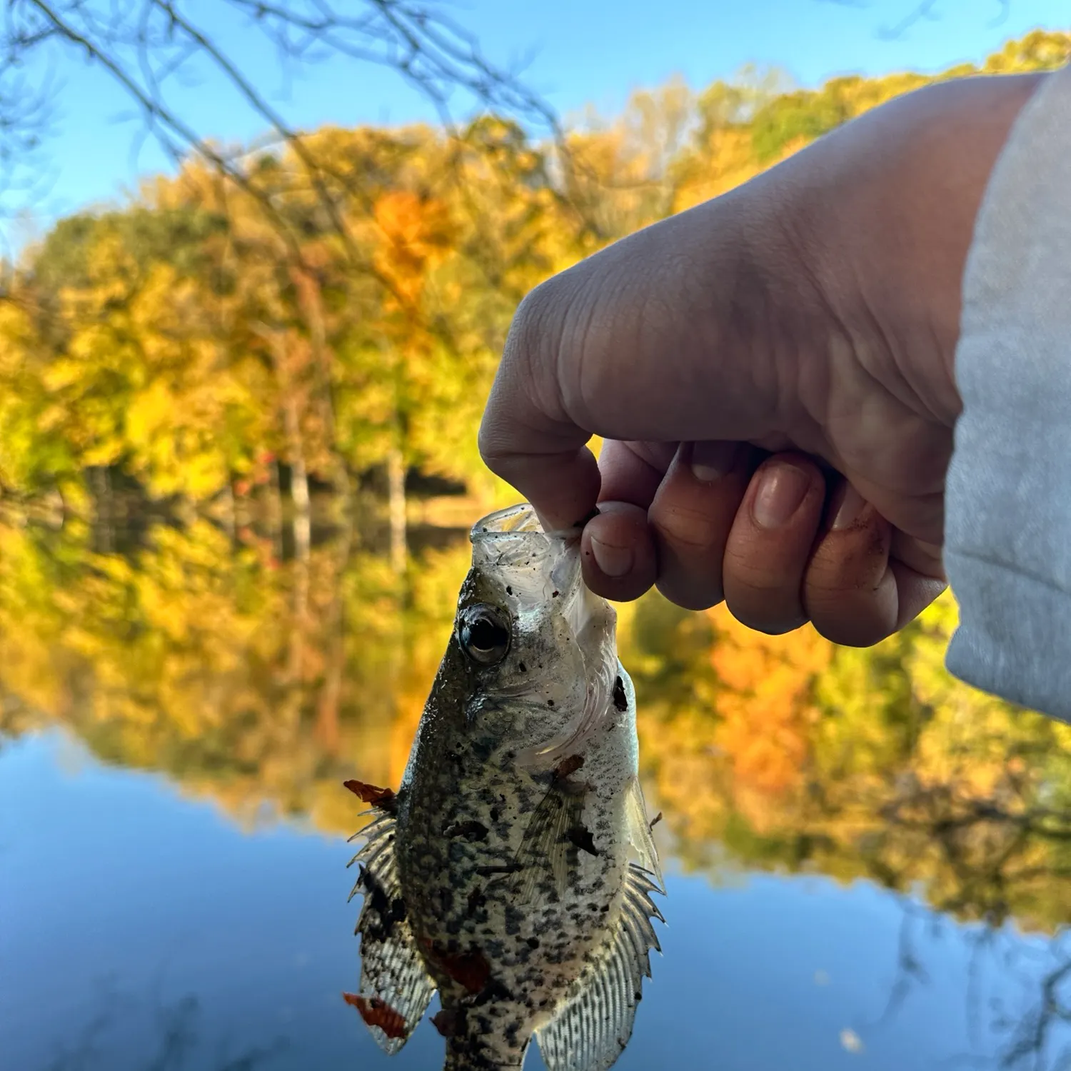 Black crappie caught on Fishbrain
