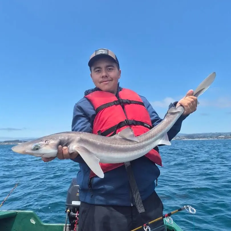 The most recent Pacific spiny dogfish catches on Fishbrain