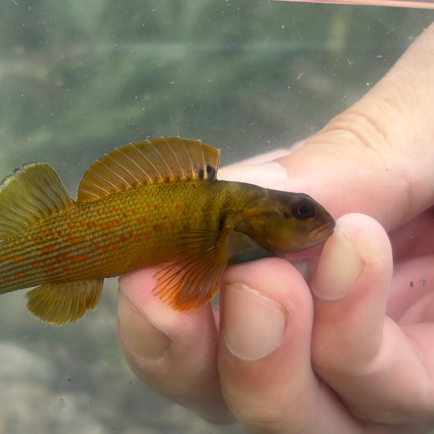 The most recent Bluebreast darter catches on Fishbrain