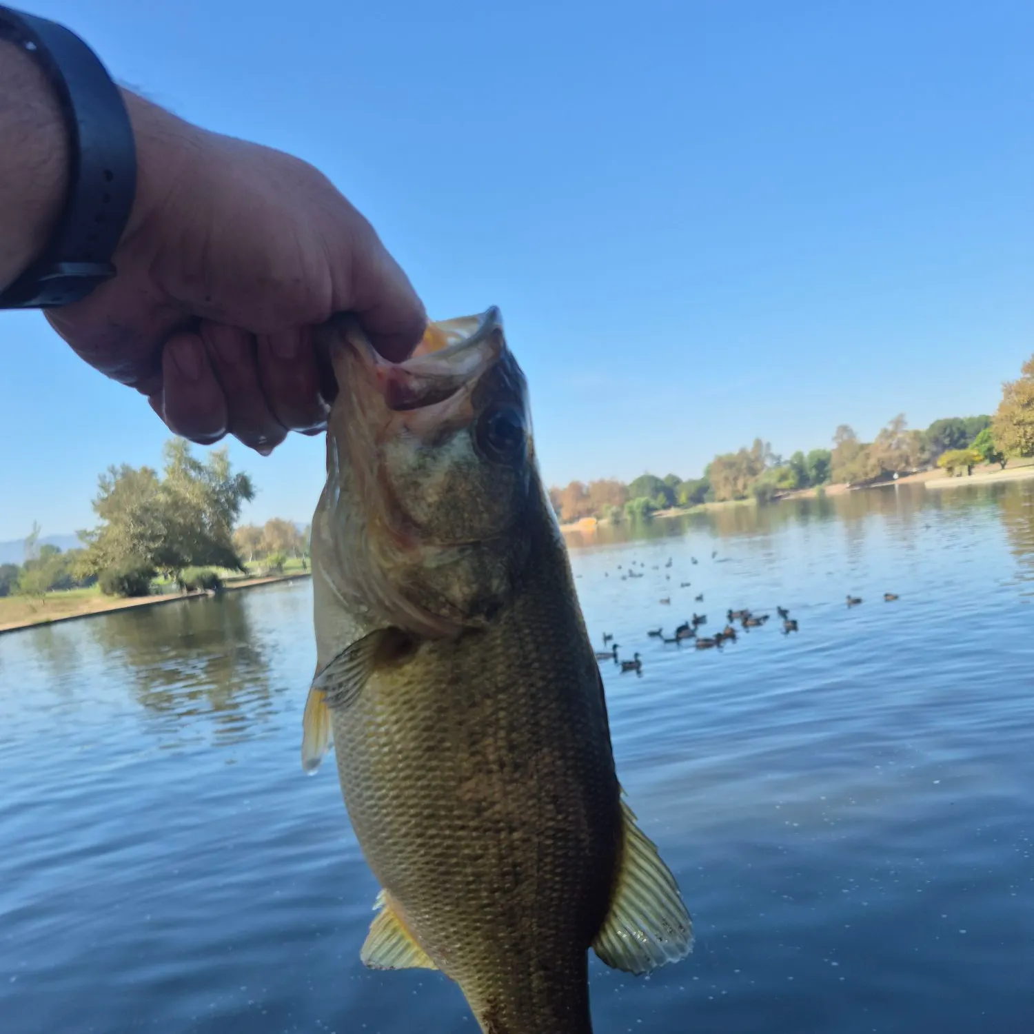 catch