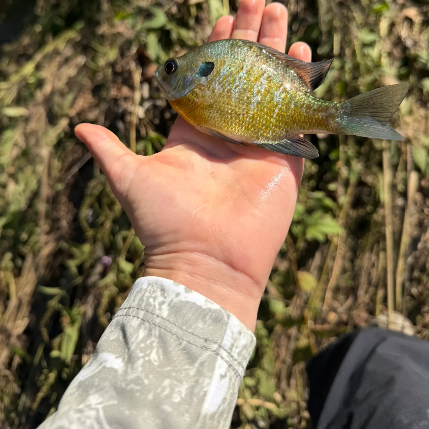 Greengill hybrid caught on Fishbrain