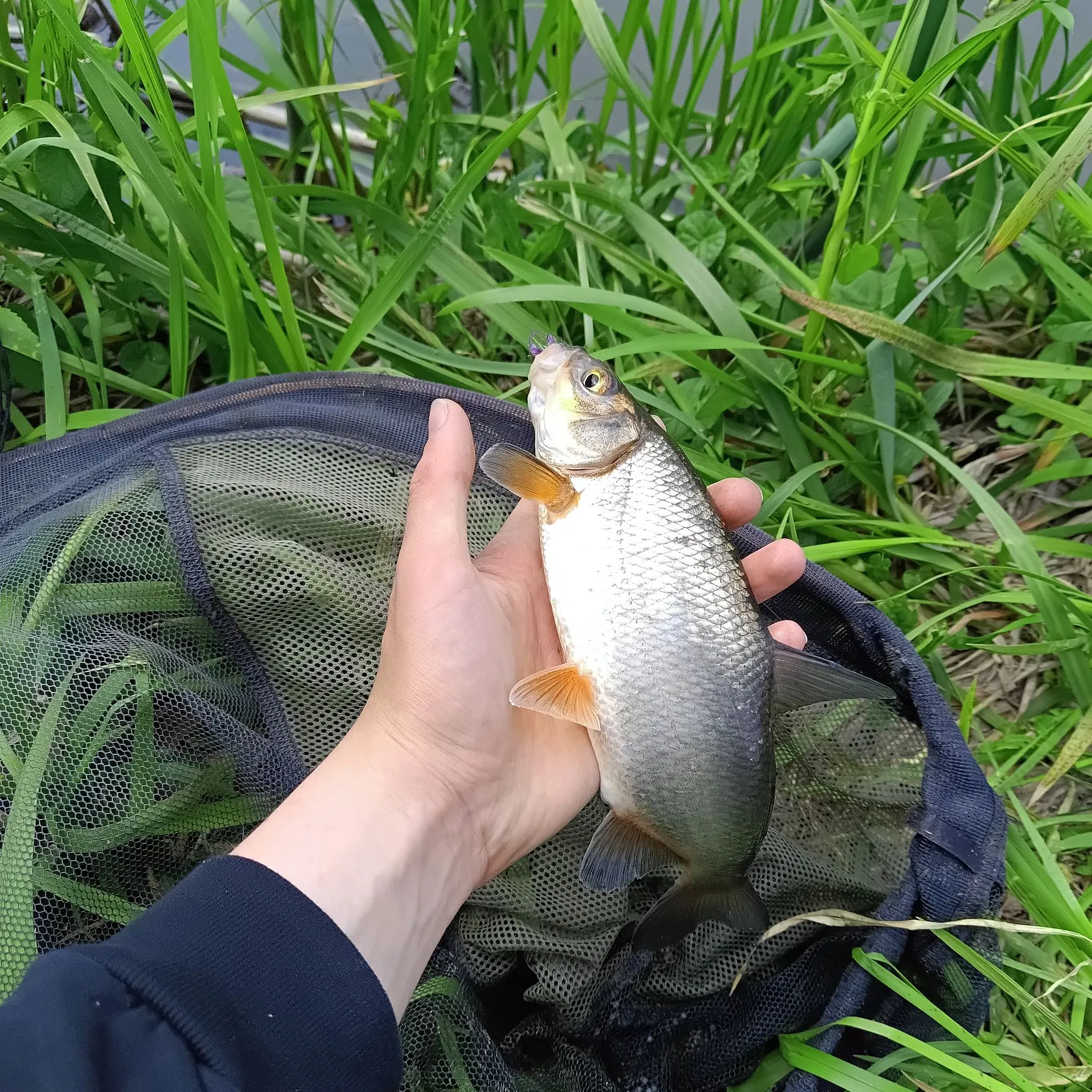 The most recent Vimba bream catches on Fishbrain
