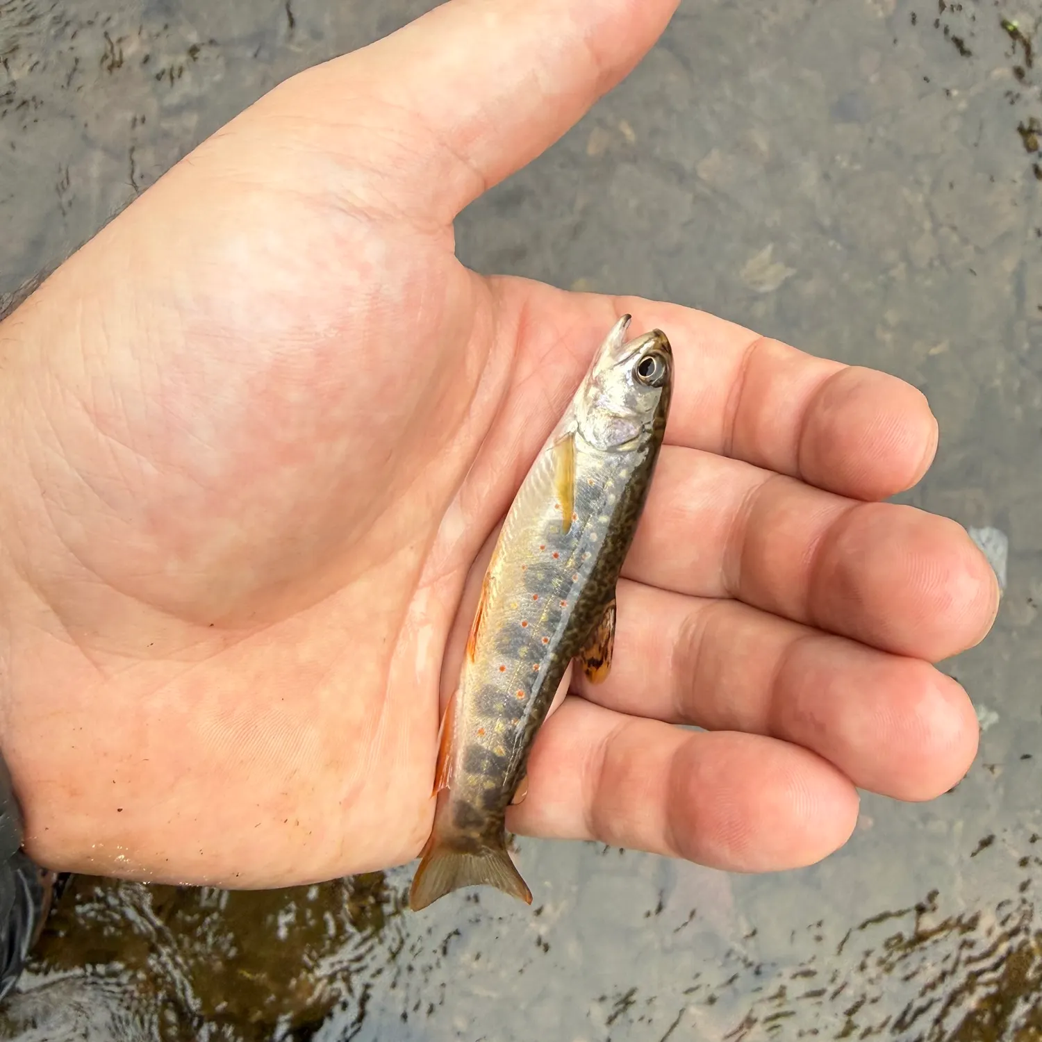 Brook trout caught on Fishbrain