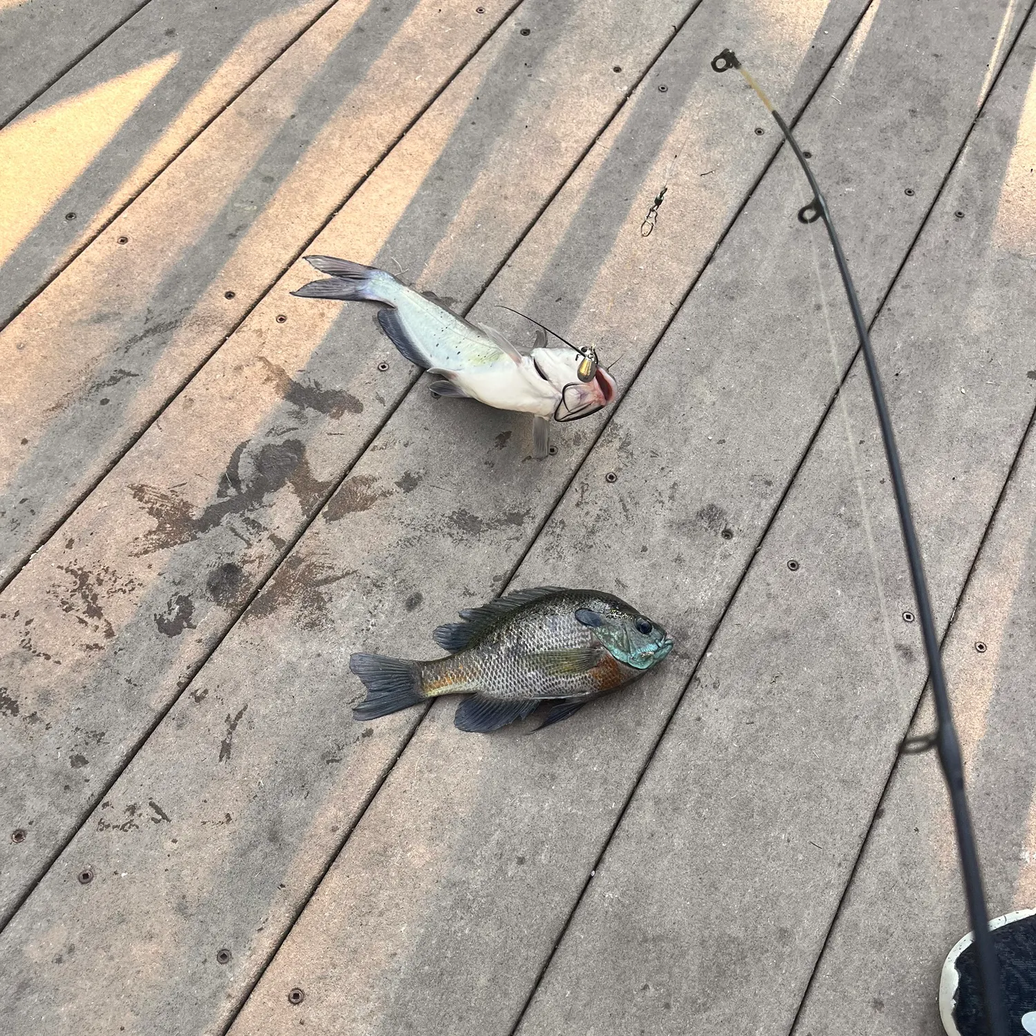 Channel catfish caught on Fishbrain