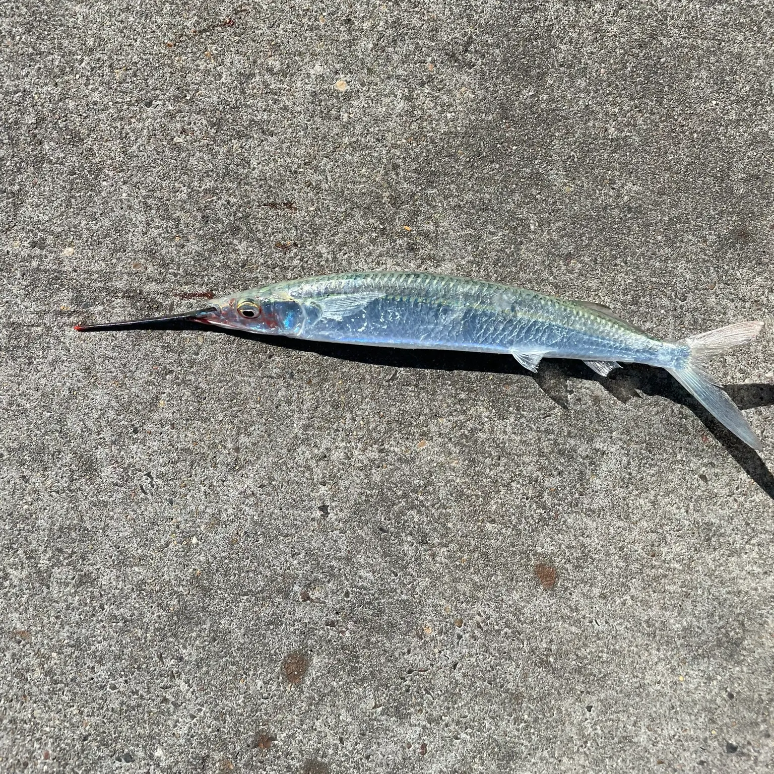 The most recent Ballyhoo halfbeak catches on Fishbrain
