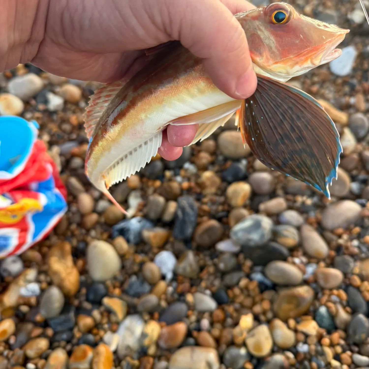 The most recent Tub gurnard catches on Fishbrain
