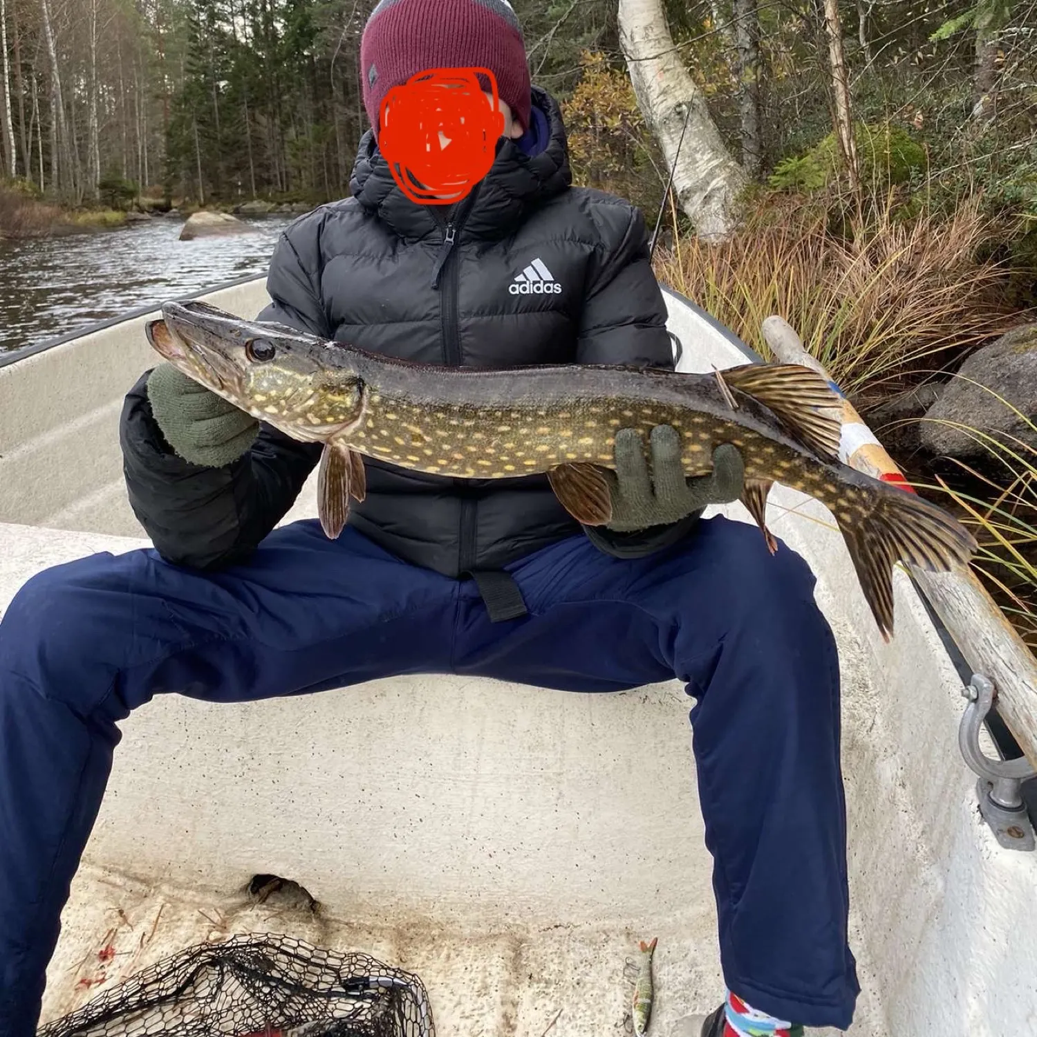 Northern pike caught on Fishbrain
