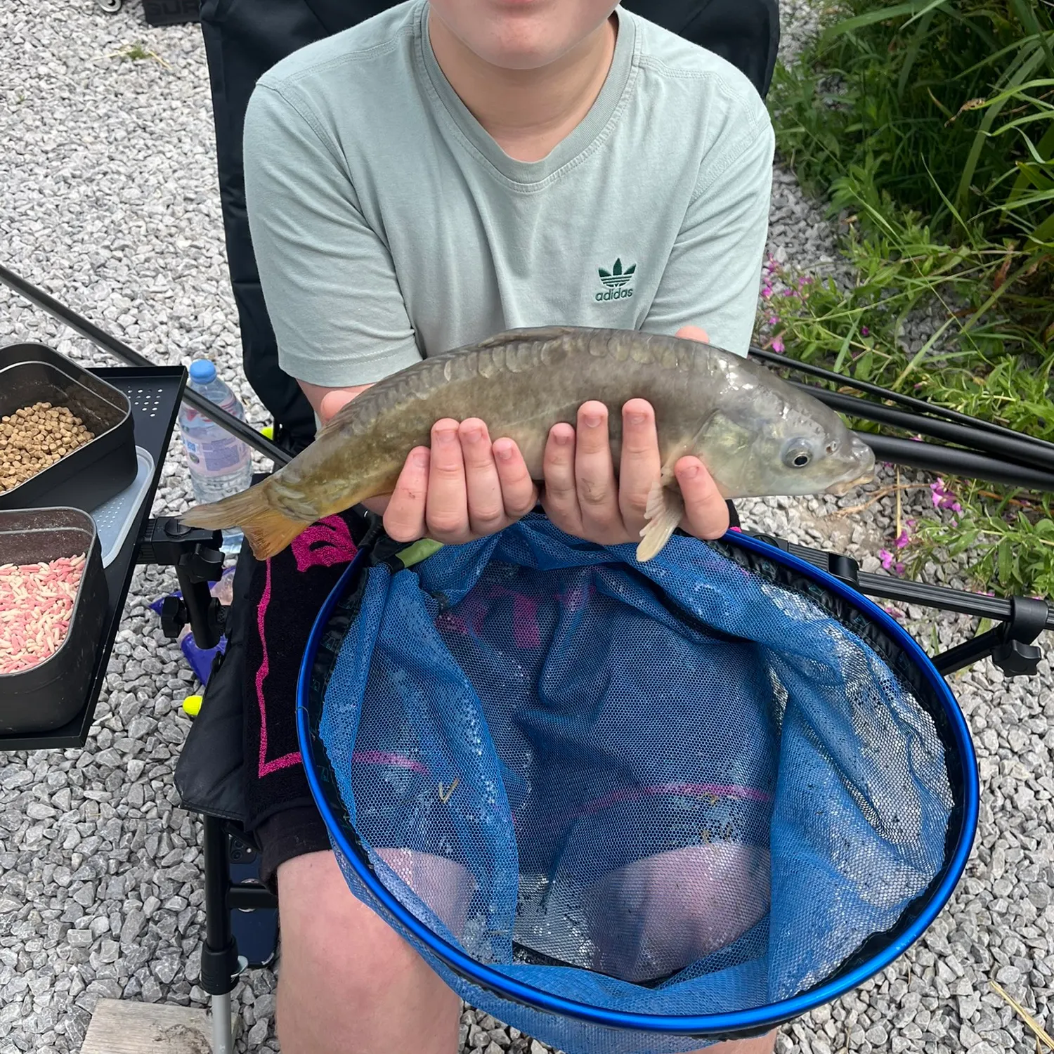 Common carp caught on Fishbrain