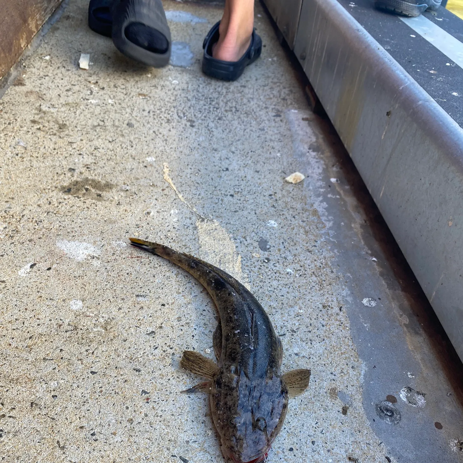 The most recent Bartail flathead catches on Fishbrain