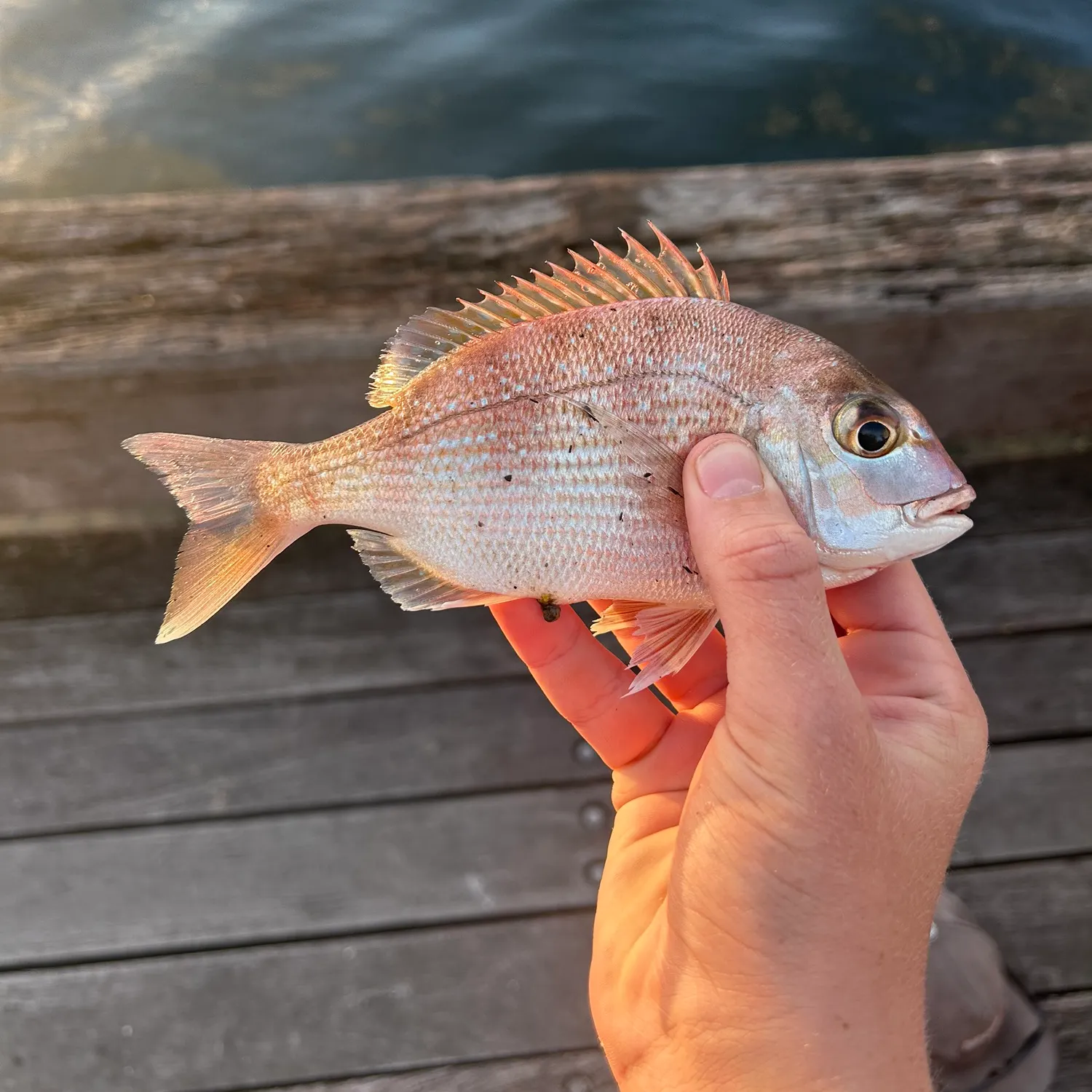The most recent Australasian snapper catches on Fishbrain