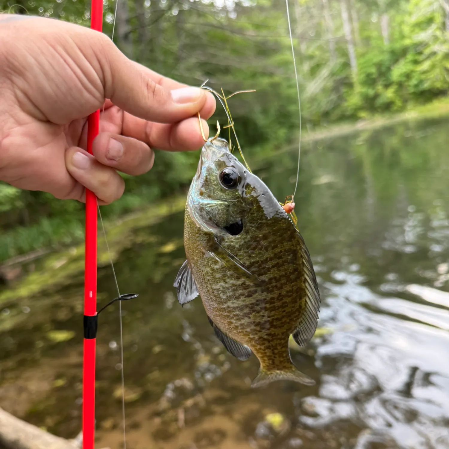 Bluegill caught on Fishbrain