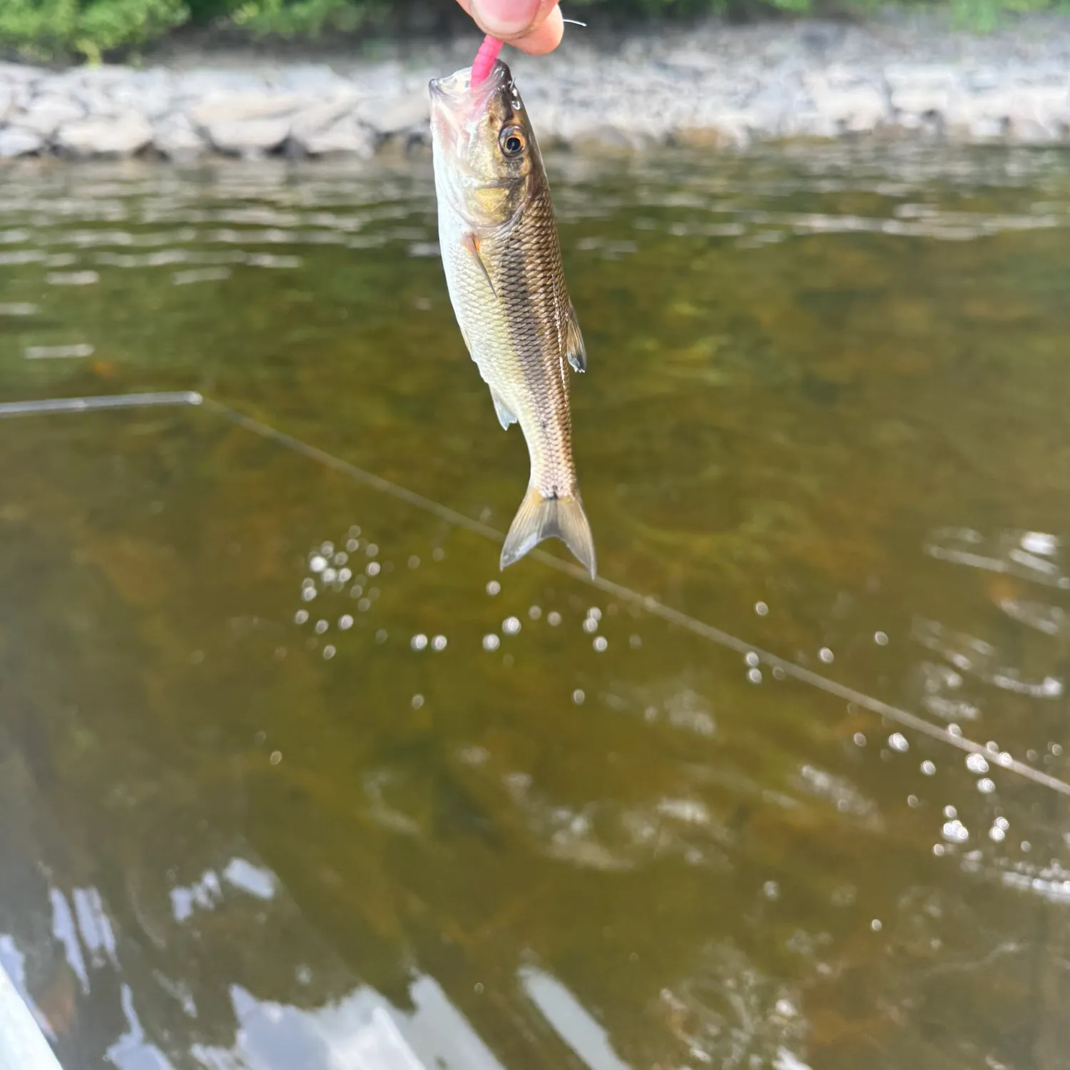 Creek chub caught on Fishbrain