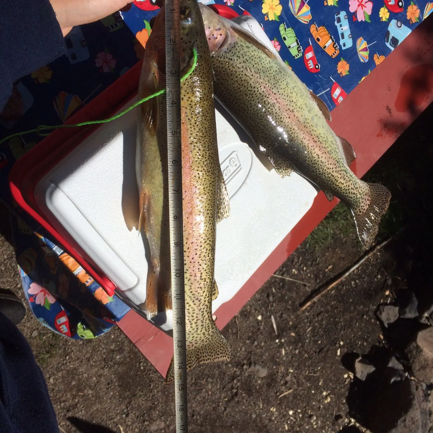 recently logged catches