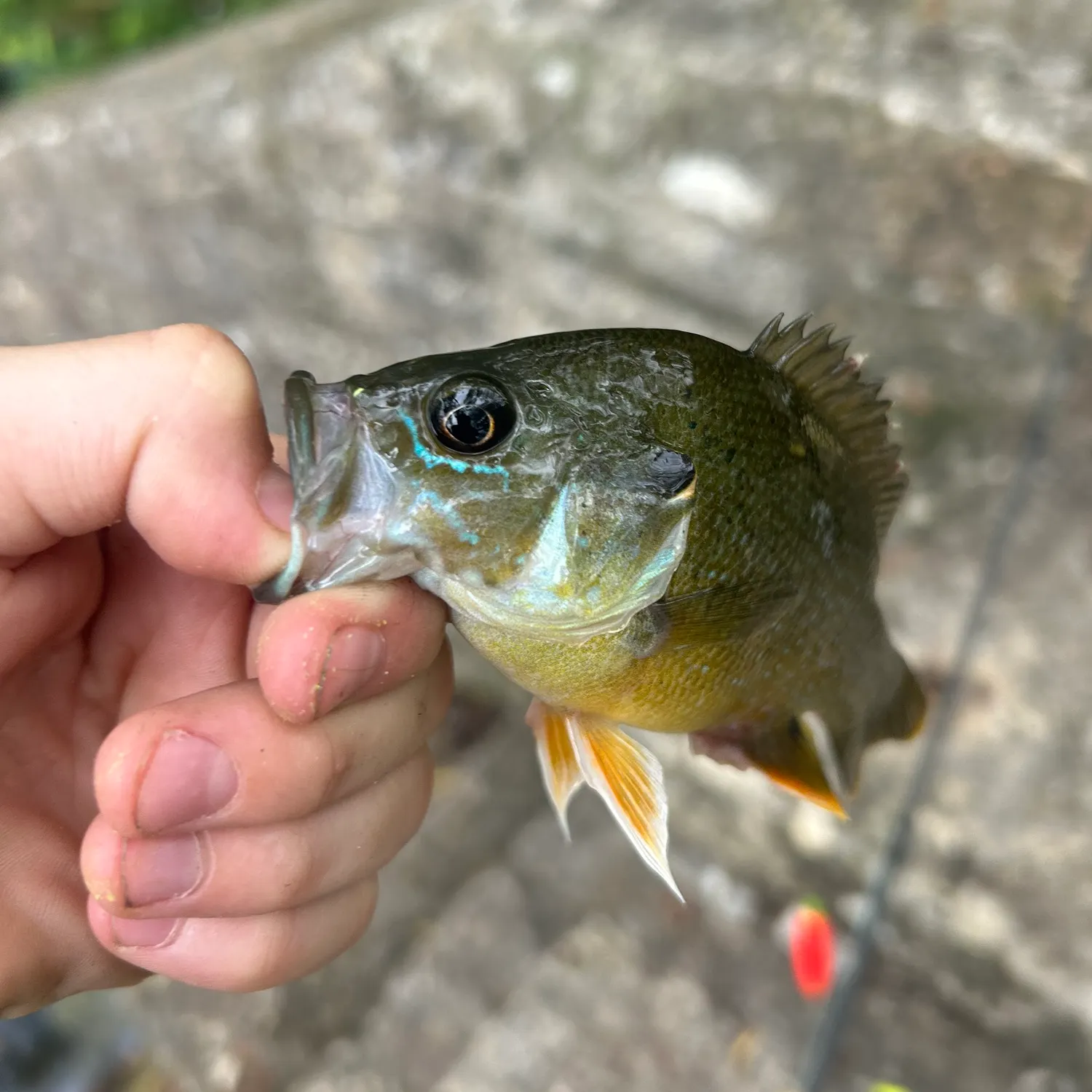 catch