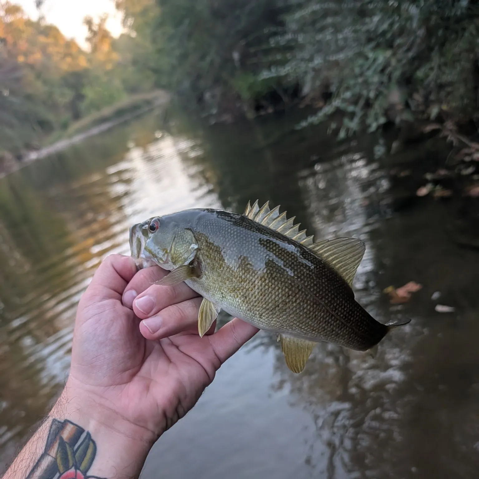 Smallmouth bass caught on Fishbrain