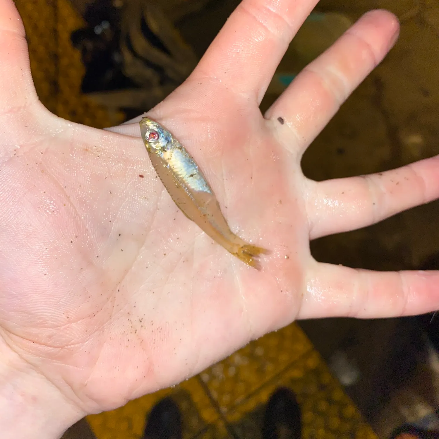 The most recent Bay anchovy catches on Fishbrain