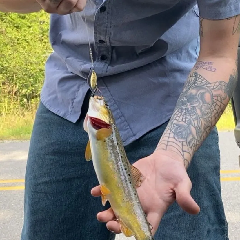 Brown trout caught on Fishbrain