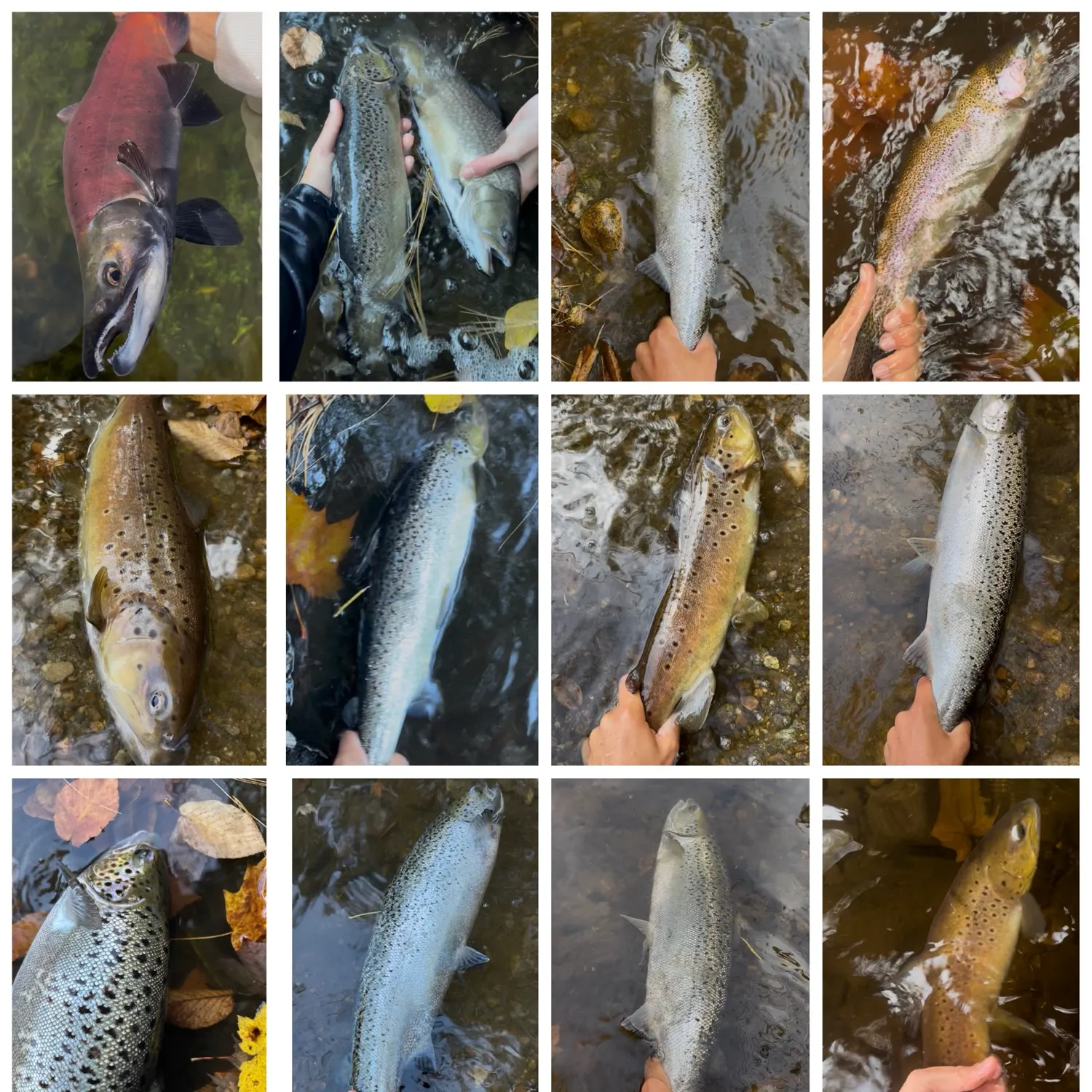Atlantic salmon caught on Fishbrain