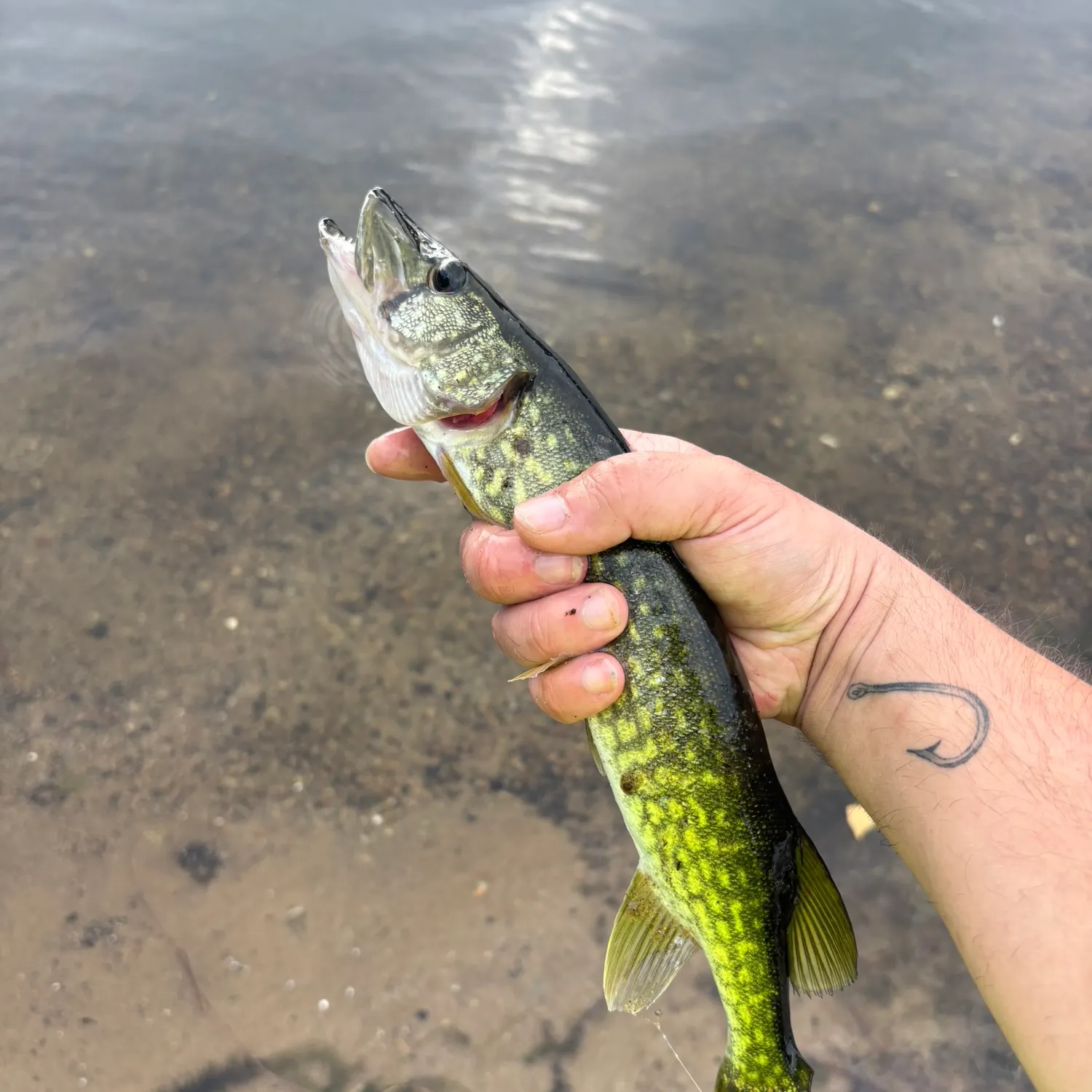 Chain pickerel caught on Fishbrain