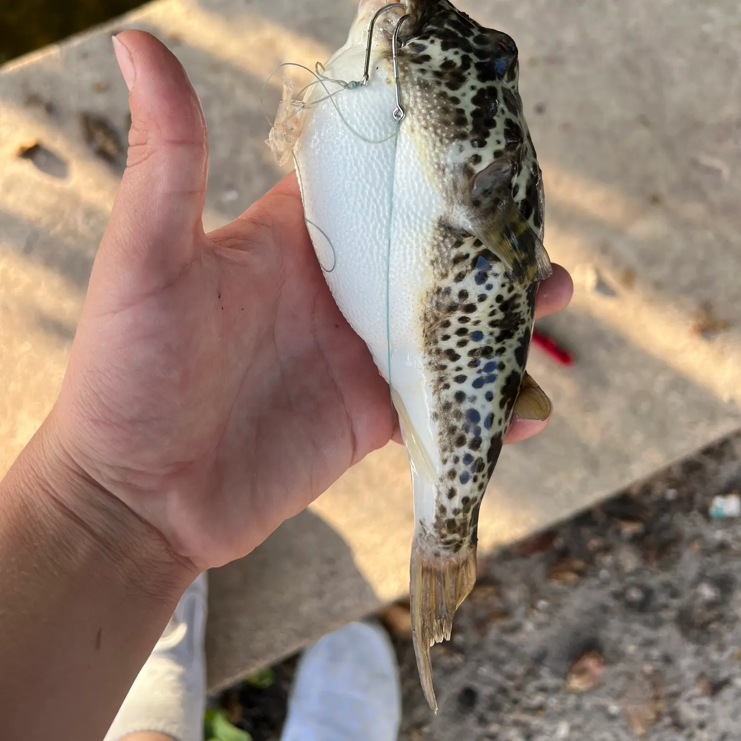 The most recent Checkered puffer catches on Fishbrain