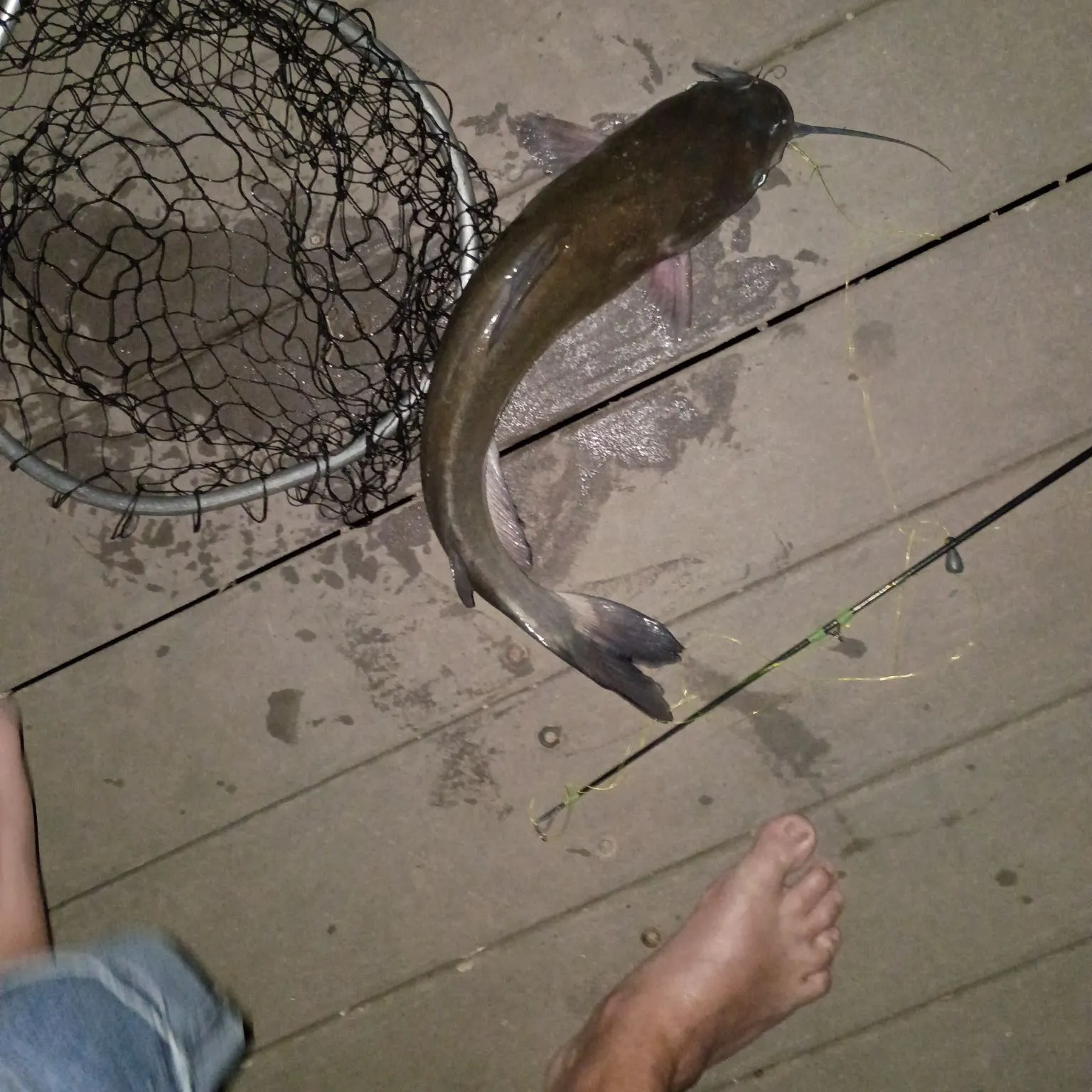 Channel catfish caught on Fishbrain