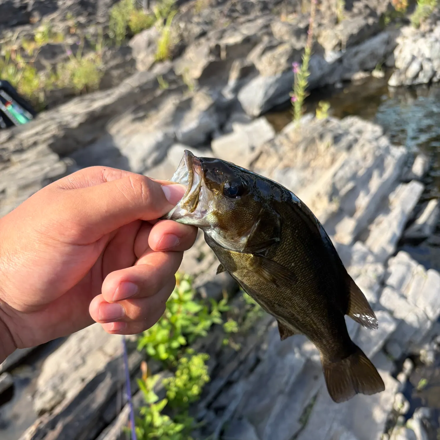 Smallmouth bass caught on Fishbrain