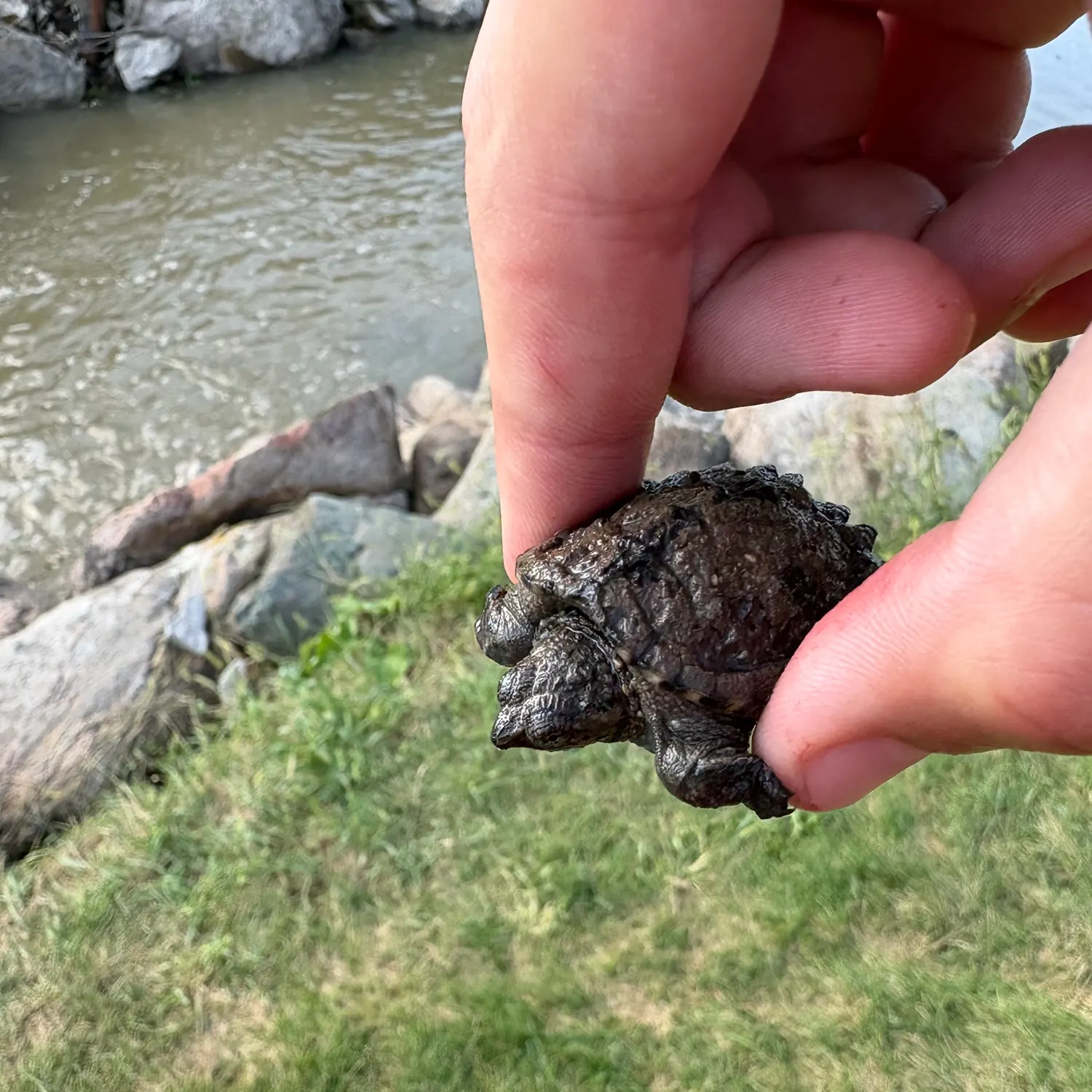 Common snapping turtle caught on Fishbrain