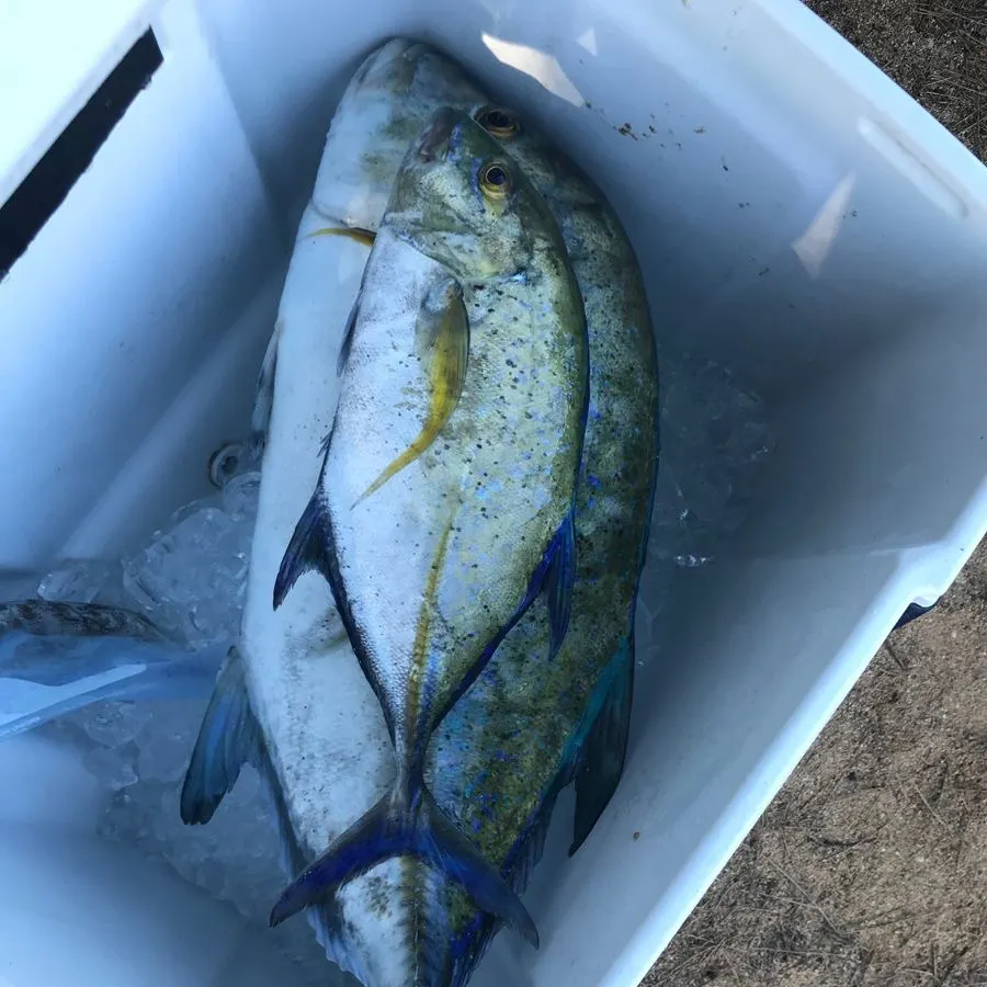 The most recent Greater amberjack catches on Fishbrain