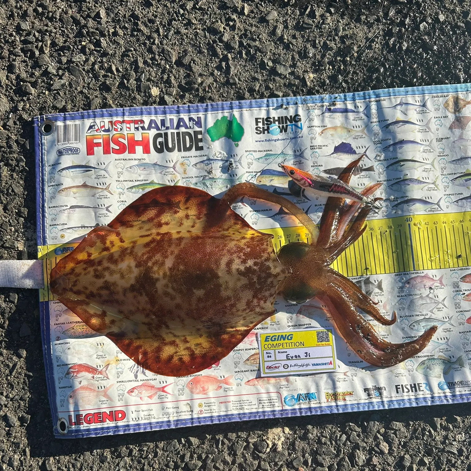 The most recent Southern calamari catches on Fishbrain