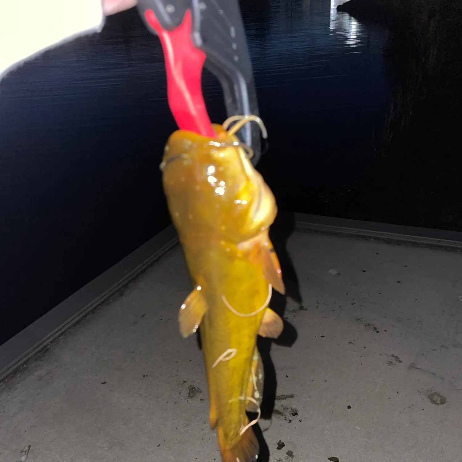 Yellow bullhead caught on Fishbrain