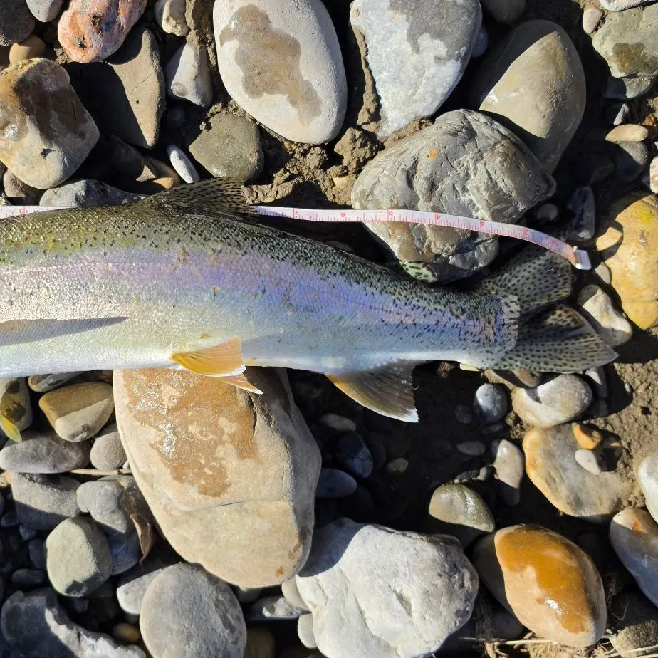 Rainbow trout caught on Fishbrain