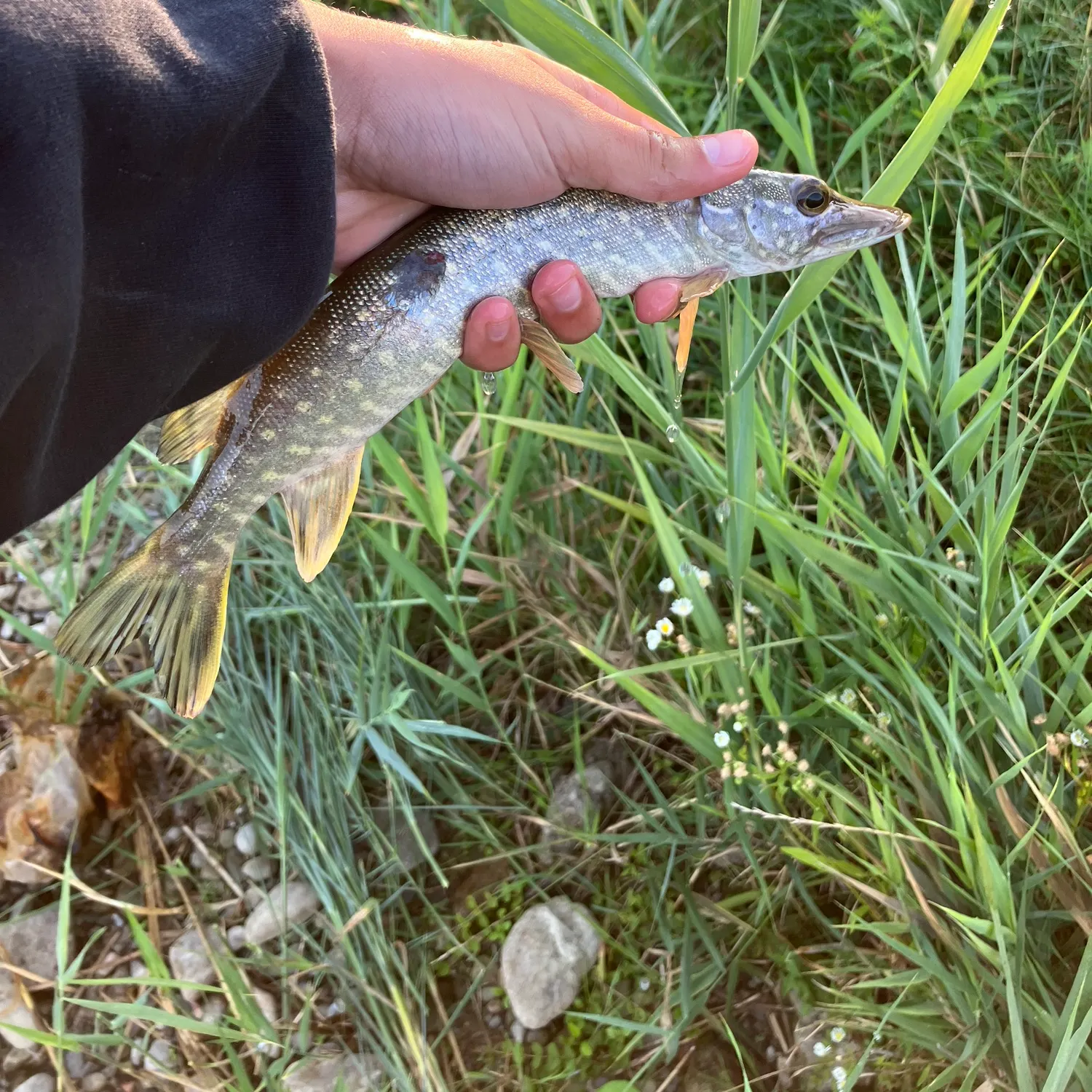 Northern pike caught on Fishbrain