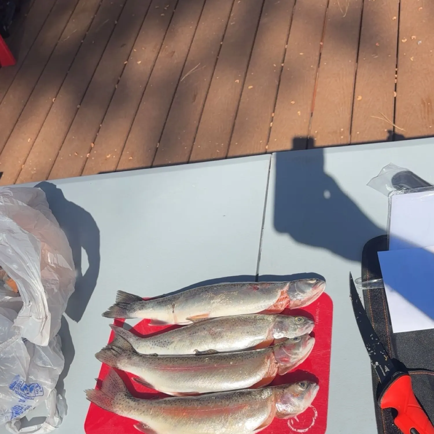 recently logged catches