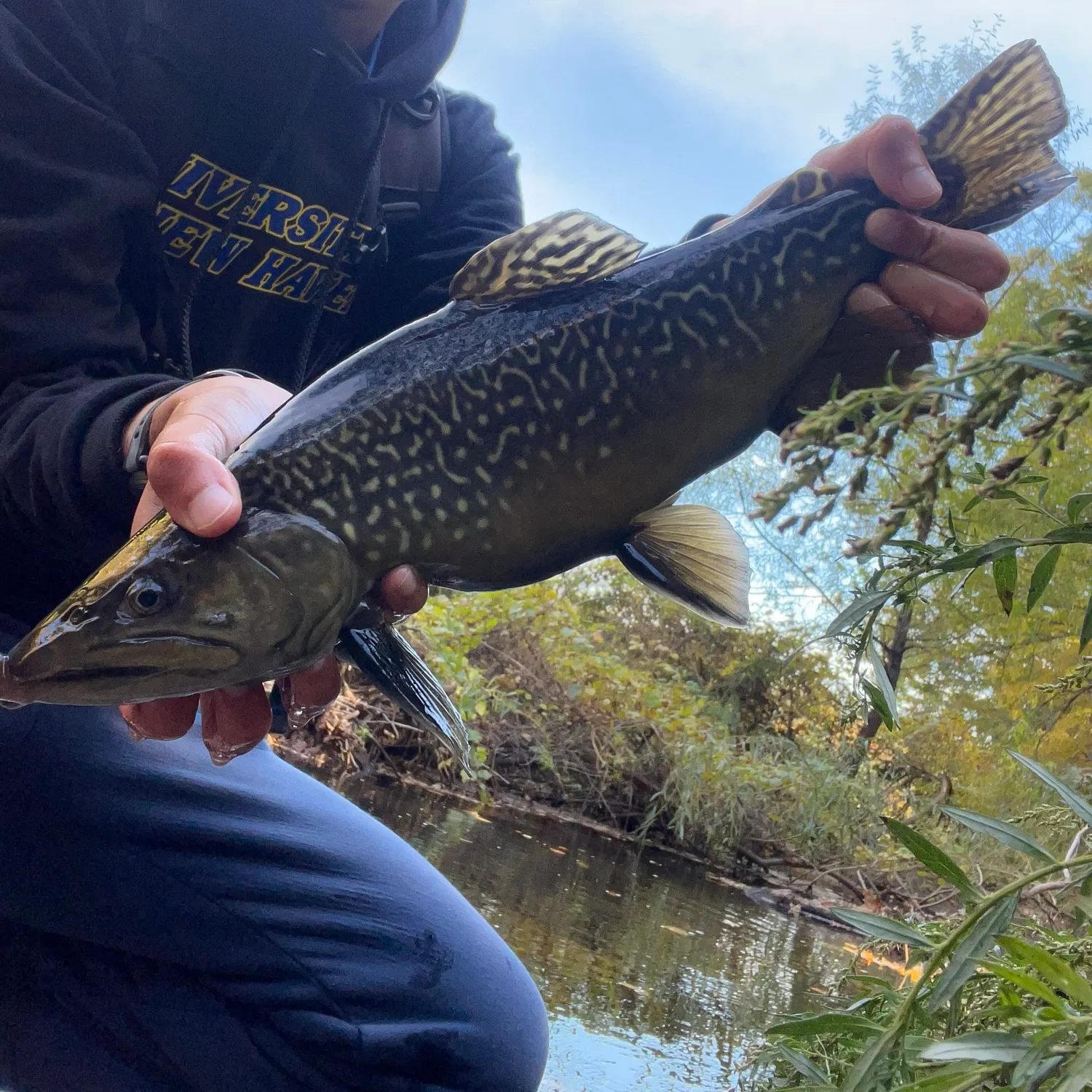 Tiger trout caught on Fishbrain