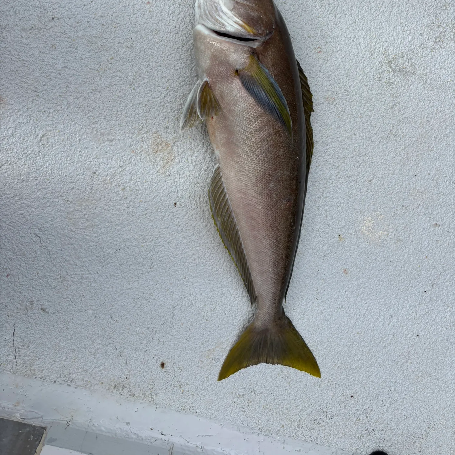 The most recent Ocean whitefish catches on Fishbrain