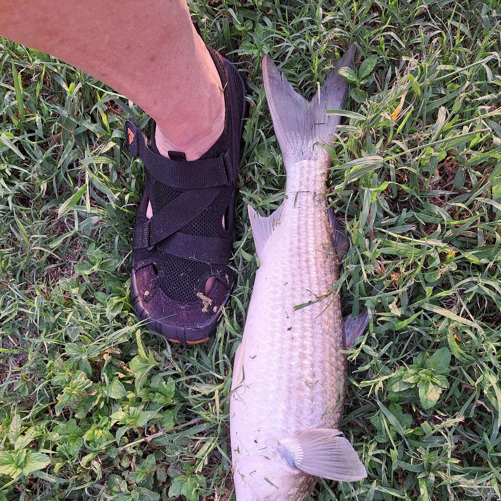 The most recent Striped mullet catches on Fishbrain
