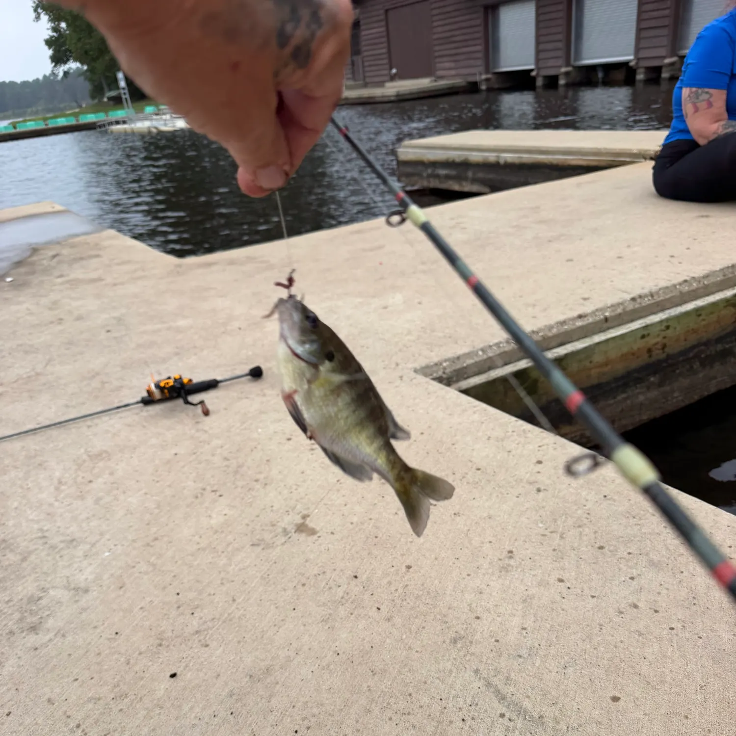 The most recent Bluegill catches on Fishbrain