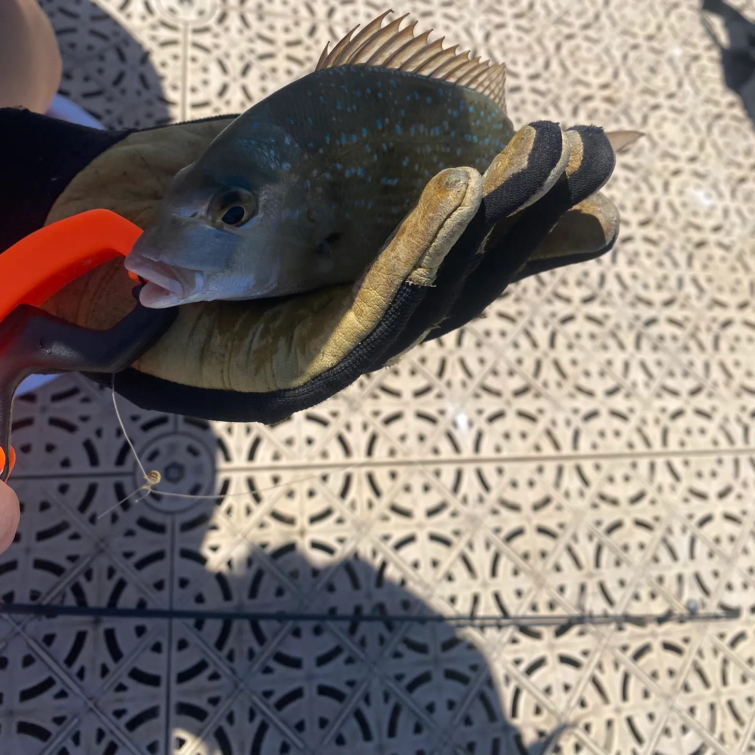 catch