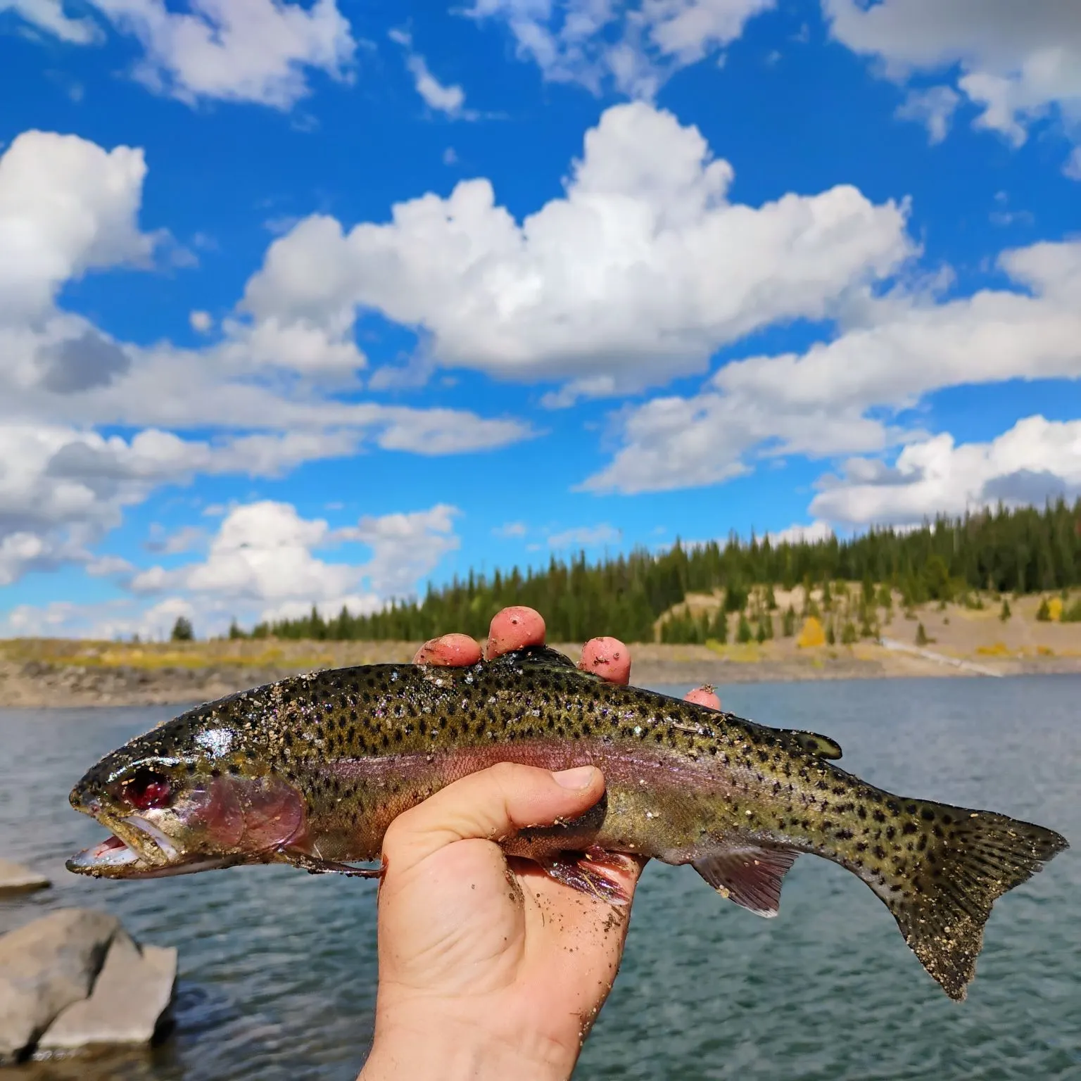 Rainbow trout caught on Fishbrain